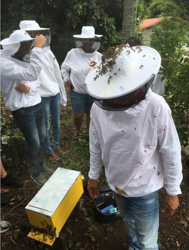 des abeilles plein la tête