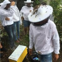 des abeilles plein la tête