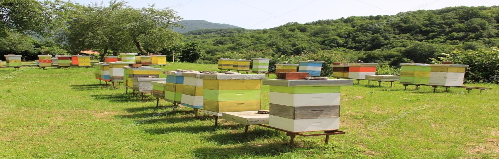 Formation en apiculture